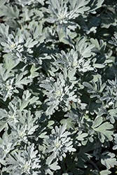 Silver Brocade Artemesia (Artemisia stelleriana 'Silver Brocade') at Make It Green Garden Centre