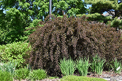 Summer Wine Ninebark (Physocarpus opulifolius 'Seward') at Make It Green Garden Centre
