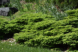 Little Gem Spruce (Picea abies 'Little Gem') at Lurvey Garden Center