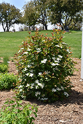 Redwing Highbush Cranberry (Viburnum trilobum 'JN Select') at Lurvey Garden Center