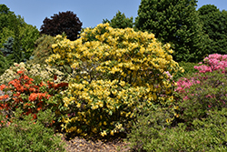 Lemon Lights Azalea (Rhododendron 'Lemon Lights') at Lurvey Garden Center