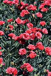 Early Bird Chili Pinks (Dianthus 'Wp10 Sab06') at Make It Green Garden Centre