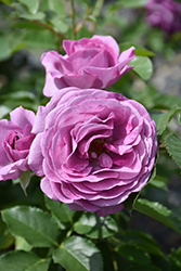 Violet's Pride Rose (Rosa 'WEKwibysicpep') at Make It Green Garden Centre