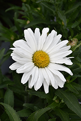 Daisy May Shasta Daisy (Leucanthemum x superbum 'Daisy Duke') at Make It Green Garden Centre