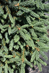 Blue Tear Drop Black Spruce (Picea mariana 'Blue Tear Drop') at Make It Green Garden Centre