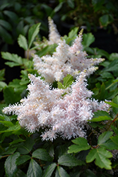 Sugarberry Astilbe (Astilbe 'Sugarberry') at Make It Green Garden Centre