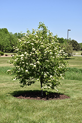 Nannyberry (tree form) (Viburnum lentago (tree form)) at Make It Green Garden Centre