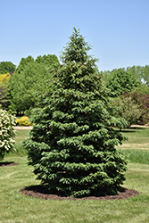 Black Hills Spruce (Picea glauca 'Densata') at Make It Green Garden Centre