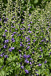 Purple Smoke False Indigo (Baptisia 'Purple Smoke') at Lurvey Garden Center