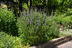 Purple Smoke False Indigo (Baptisia 'Purple Smoke') at Make It Green Garden Centre