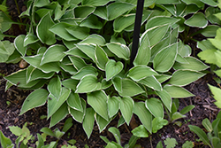 Allan P. McConnell Hosta (Hosta 'Allan P. McConnell') at Make It Green Garden Centre