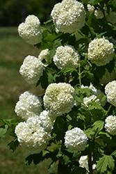 Eastern Snowball Viburnum (Viburnum opulus 'Sterile') at Make It Green Garden Centre