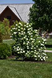 Eastern Snowball Viburnum (Viburnum opulus 'Sterile') at Make It Green Garden Centre