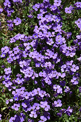 Cascade Blue Rock Cress (Aubrieta 'Cascade Blue') at Make It Green Garden Centre