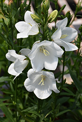 Takion White Peachleaf Bellflower (Campanula persicifolia 'Takion White') at Make It Green Garden Centre