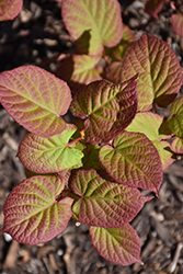 September Sun Kiwi (Actinidia kolomikta 'September Sun') at Lurvey Garden Center