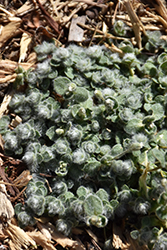 Wooly Alpine Mouse Ears (Cerastium alpinum 'var. lanatum') at Make It Green Garden Centre