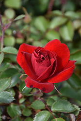 Canadian Shield Rose (Rosa 'CCA576') at Make It Green Garden Centre
