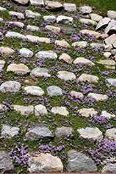 Purple Carpet Creeping Thyme (Thymus praecox 'Purple Carpet') at Make It Green Garden Centre