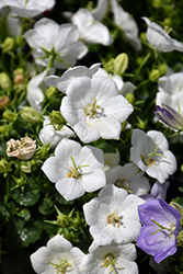 Rapido White Bellflower (Campanula carpatica 'Rapido White') at Make It Green Garden Centre