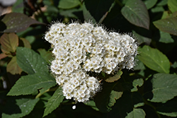 Double Play Blue Kazoo Spirea (Spiraea media 'SMSMBK') at Make It Green Garden Centre