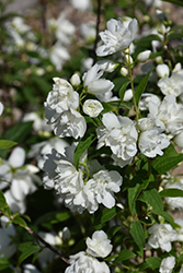 Snow Dwarf Mockorange (Philadelphus 'Snow Dwarf') at Make It Green Garden Centre