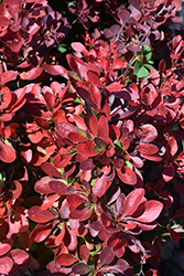 Cherry Bomb Japanese Barberry (Berberis thunbergii 'Monomb') at Make It Green Garden Centre