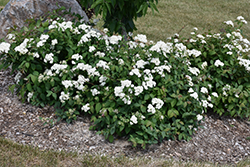 Double Play Blue Kazoo Spirea (Spiraea media 'SMSMBK') at Make It Green Garden Centre