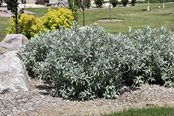 Iceberg Alley Sageleaf Willow (Salix candida 'Jefberg') at Make It Green Garden Centre