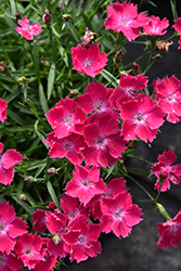 Beauties Kahori Scarlet Pinks (Dianthus 'Kahori Scarlet') at Make It Green Garden Centre
