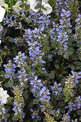 Chocolate Chip Bugleweed (Ajuga reptans 'Chocolate Chip') at Make It Green Garden Centre