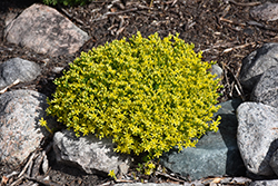 Golden Moss Stonecrop (Sedum acre 'Aureum') at Make It Green Garden Centre