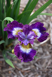 Contrast In Styles Siberian Iris (Iris sibirica 'Contrast In Styles') at Make It Green Garden Centre