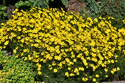 Zagreb Tickseed (Coreopsis verticillata 'Zagreb') at Lurvey Garden Center