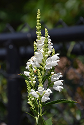 Crystal Peak White Obedient Plant (Physostegia virginiana 'Crystal Peak White') at Make It Green Garden Centre
