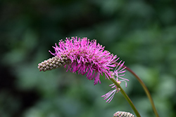 Japanese Bottlebrush (Sanguisorba obtusa) at Make It Green Garden Centre