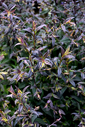 Lady In Black Calico Aster (Symphyotrichum lateriflorum 'Lady In Black') at Make It Green Garden Centre