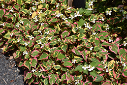 Chameleon Houttuynia (Houttuynia cordata 'Chameleon') at Make It Green Garden Centre