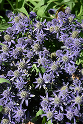 Blue Hobbit Sea Holly (Eryngium planum 'Blue Hobbit') at Make It Green Garden Centre