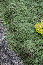 Wooly Thyme (Thymus pseudolanuginosis) at Make It Green Garden Centre