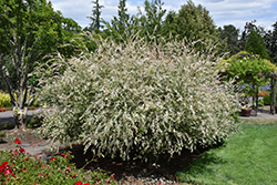 Tricolor Willow (Salix integra 'Hakuro Nishiki') at Make It Green Garden Centre