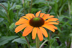 Tangerine Dream Coneflower (Echinacea 'Tangerine Dream') at Make It Green Garden Centre