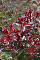 Cherry Mocha Crapemyrtle (Lagerstroemia 'Cherry Mocha') at Make It Green Garden Centre