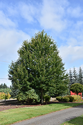 Redpointe Red Maple (Acer rubrum 'Frank Jr.') at Make It Green Garden Centre