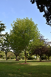 Flashfire Sugar Maple (Acer saccharum 'JFS-Caddo2') at Lurvey Garden Center