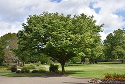 Village Green Zelkova (Zelkova serrata 'Village Green') at Lurvey Garden Center