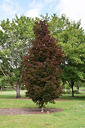 Crimson Sentry Norway Maple (Acer platanoides 'Crimson Sentry') at Lurvey Garden Center