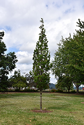 Beacon Oak (Quercus bicolor 'Bonnie and Mike') at Make It Green Garden Centre