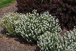 Snow Hill Sage (Salvia x sylvestris 'Snow Hill') at Make It Green Garden Centre