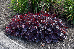 Plum Pudding Coral Bells (Heuchera 'Plum Pudding') at Make It Green Garden Centre